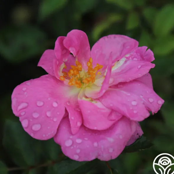 Heirloom Roses Lavender Floorshow® Discount