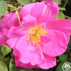 Heirloom Roses Lavender Floorshow® Discount