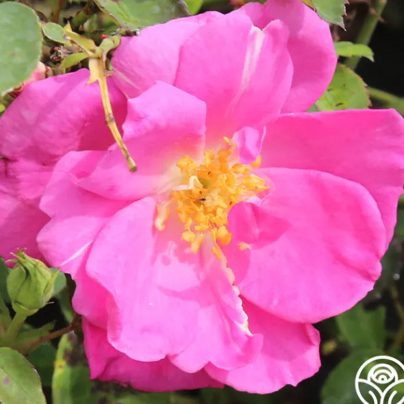 Heirloom Roses Lavender Floorshow® Discount