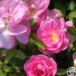 Heirloom Roses Lavender Floorshow® Discount