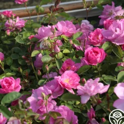 Heirloom Roses Lavender Floorshow® Discount