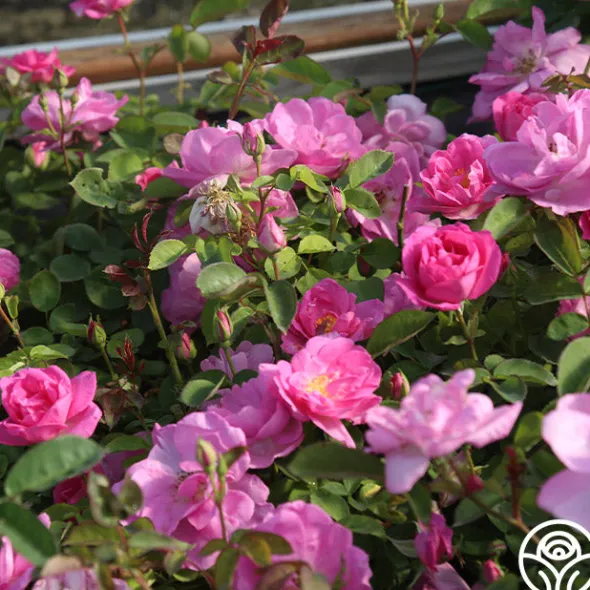 Heirloom Roses Lavender Floorshow® Discount