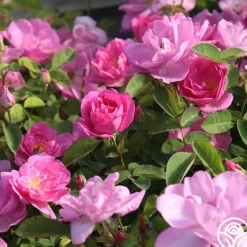 Heirloom Roses Lavender Floorshow® Discount