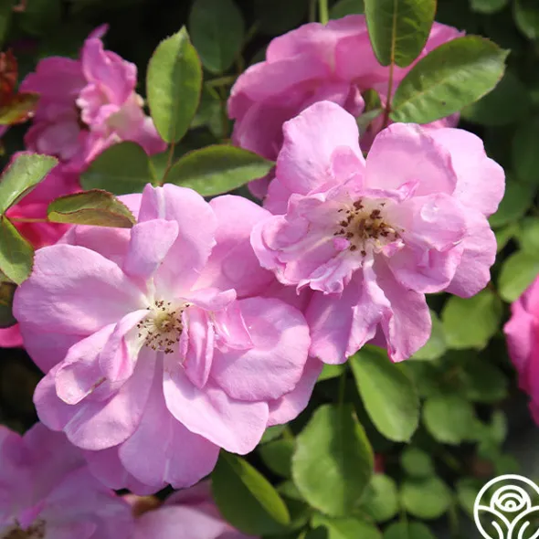 Heirloom Roses Lavender Floorshow® Discount