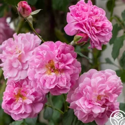 Heirloom Roses Lavender Lassie Hot