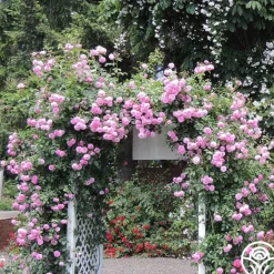 Heirloom Roses Lavender Lassie Hot