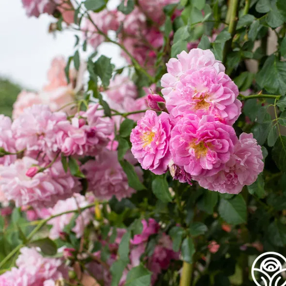 Heirloom Roses Lavender Lassie Hot