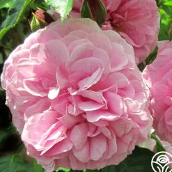 Heirloom Roses Lavender Lassie Hot