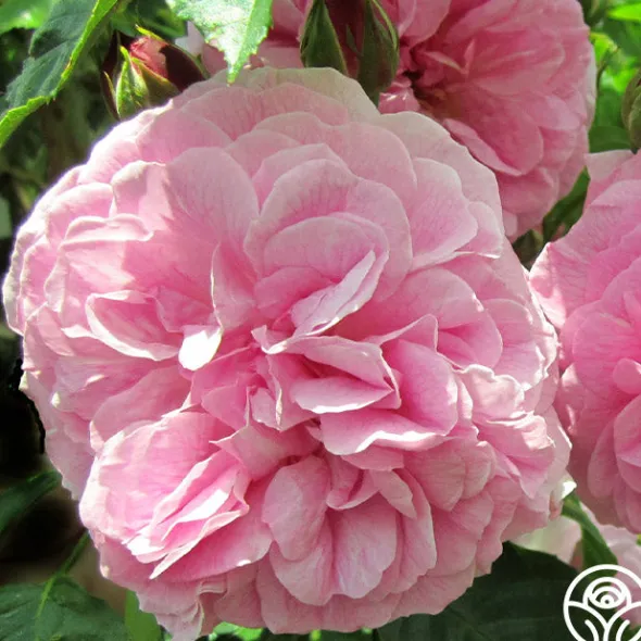 Heirloom Roses Lavender Lassie Hot