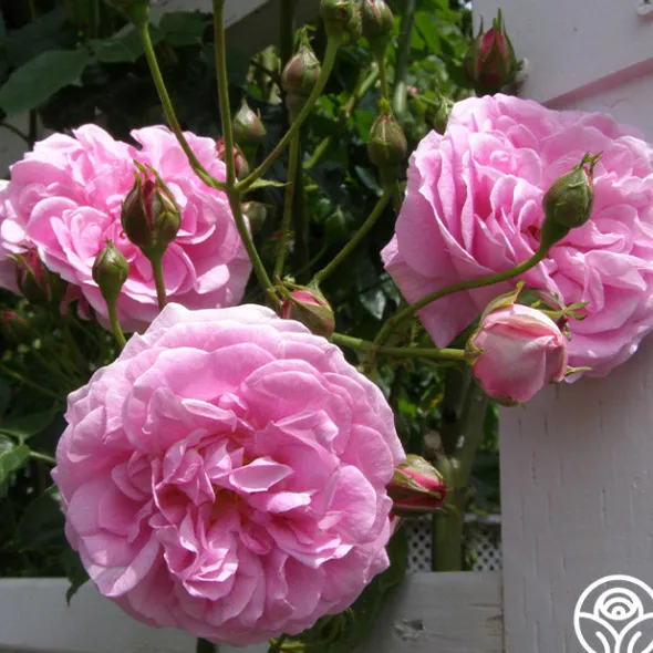 Heirloom Roses Lavender Lassie Hot