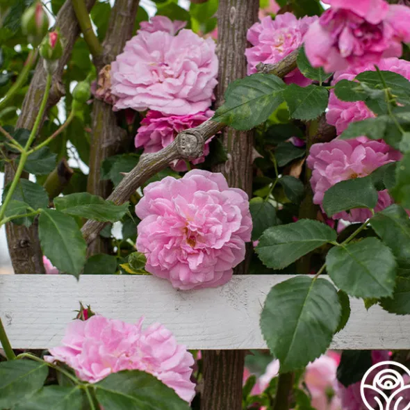 Heirloom Roses Lavender Lassie Hot