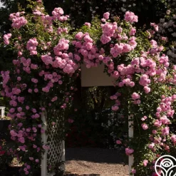 Heirloom Roses Lavender Lassie Hot