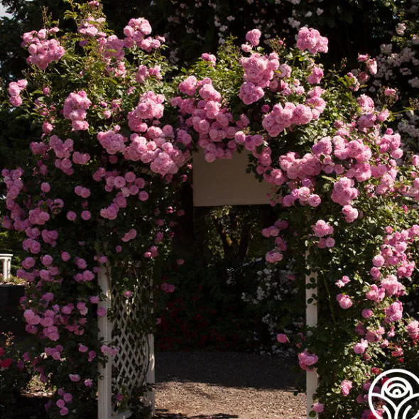 Heirloom Roses Lavender Lassie Hot