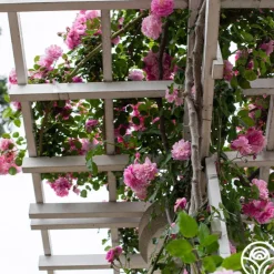Heirloom Roses Lavender Lassie Hot