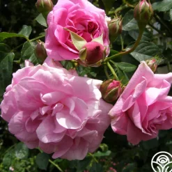 Heirloom Roses Lavender Lassie Hot