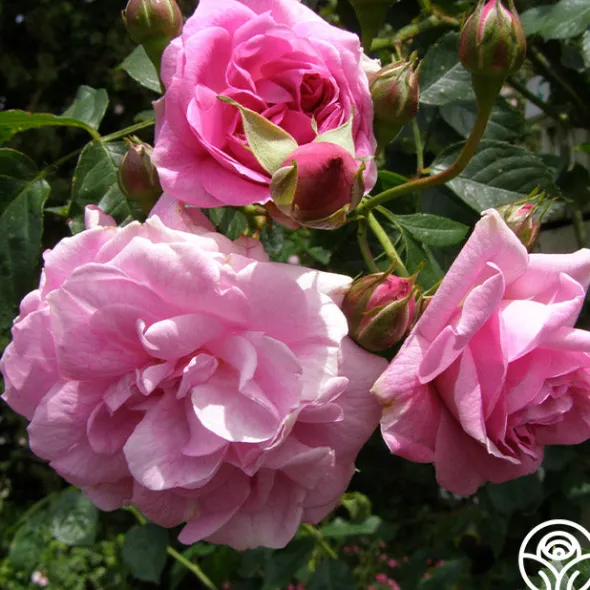 Heirloom Roses Lavender Lassie Hot
