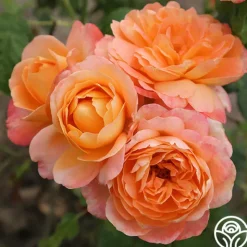 Heirloom Roses Lawrence Of Arabia™ Best