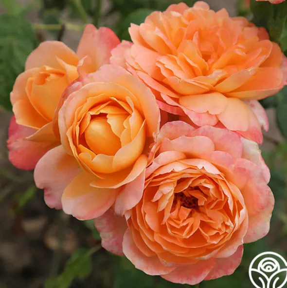 Heirloom Roses Lawrence Of Arabia™ Best
