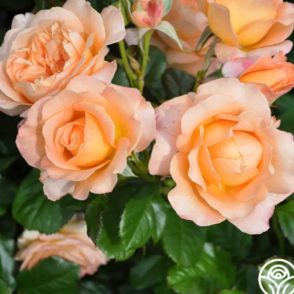 Heirloom Roses Lawrence Of Arabia™ Best