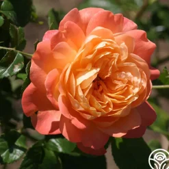Heirloom Roses Lawrence Of Arabia™ Best
