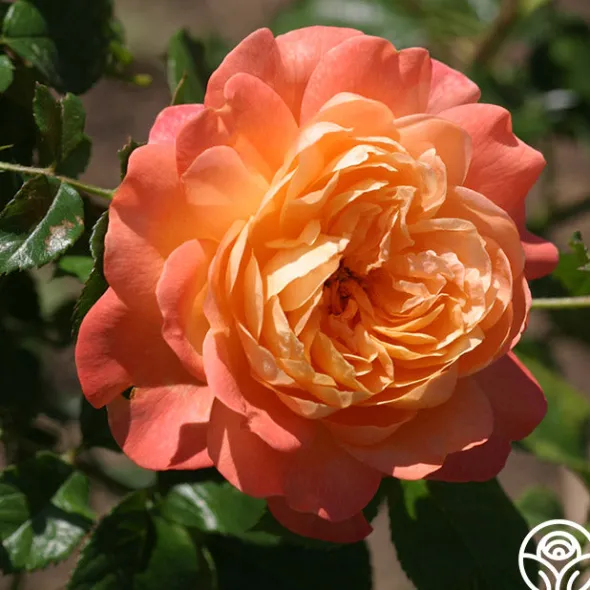 Heirloom Roses Lawrence Of Arabia™ Best