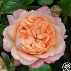Heirloom Roses Lawrence Of Arabia™ Best