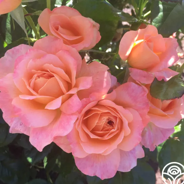 Heirloom Roses Lawrence Of Arabia™ Best