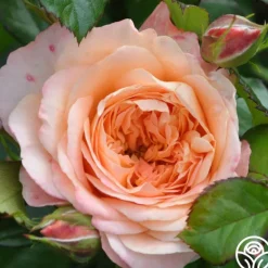Heirloom Roses Lawrence Of Arabia™ Best