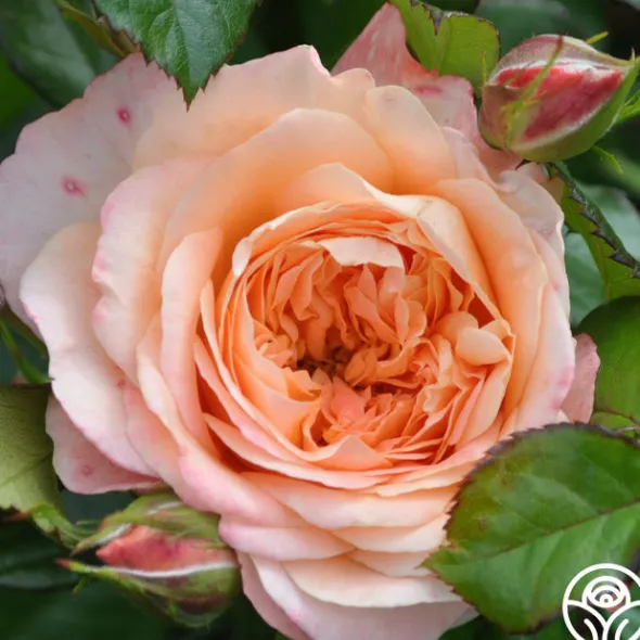 Heirloom Roses Lawrence Of Arabia™ Best