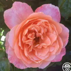 Heirloom Roses Lawrence Of Arabia™ Best