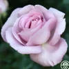 Heirloom Roses Le Petit Prince Online