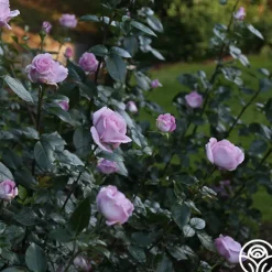 Heirloom Roses Le Petit Prince Online