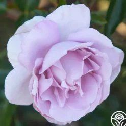 Heirloom Roses Le Petit Prince Online