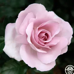 Heirloom Roses Le Petit Prince Online