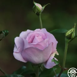 Heirloom Roses Le Petit Prince Online
