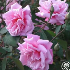 Heirloom Roses Le Vésuve Clearance
