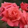 Heirloom Roses Leaping Salmon Online