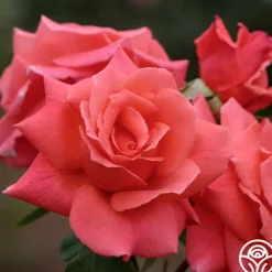 Heirloom Roses Leaping Salmon Online
