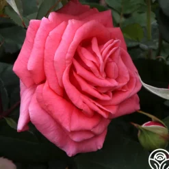 Heirloom Roses Leaping Salmon Online