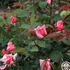 Heirloom Roses Leaping Salmon Online
