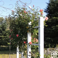 Heirloom Roses Leaping Salmon Online