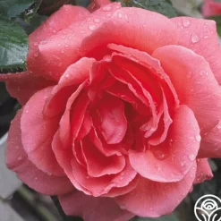 Heirloom Roses Leaping Salmon Online