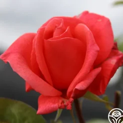 Heirloom Roses Leaping Salmon Online