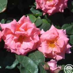 Heirloom Roses Leaping Salmon Online