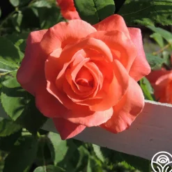 Heirloom Roses Leaping Salmon Online