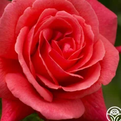 Heirloom Roses Leaping Salmon Online