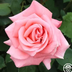 Heirloom Roses Leaping Salmon Online