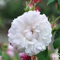 Heirloom Roses Leda Online