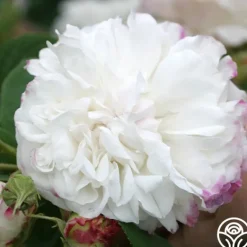 Heirloom Roses Leda Online