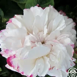 Heirloom Roses Leda Online